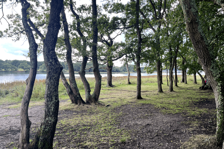 River Hamble Country park views